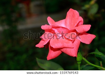 Colorful, beautiful, delicate rose flower in garden close up.