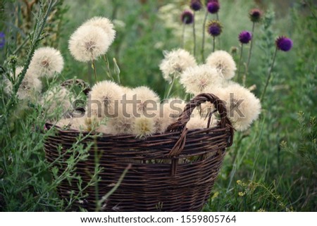 Fluffy balls of flowers dandelions pellet old basket. Vintage photo.
