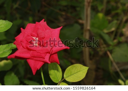 Colorful, beautiful, delicate rose flower in garden. Flowering red rose close-up. Fabulous rose in garden.