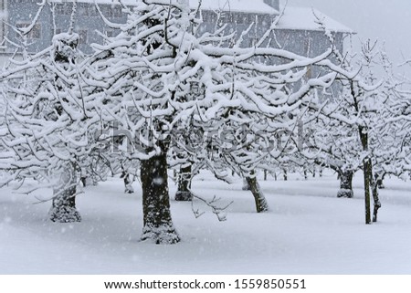 Snow covered trees, while the snow is falling heavily. 