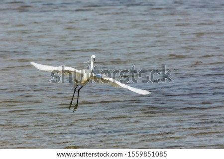 Little egret in Delta de l'Ebre, Tarragona, Spain