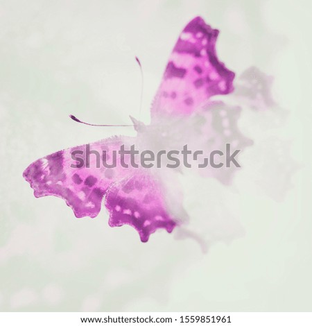 color tropical butterfly. blurred image.