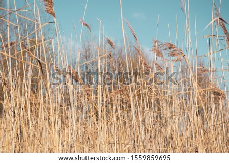 dry grass and blue sky