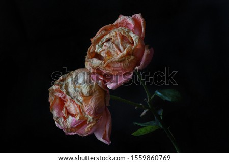 two faded roses in close-up