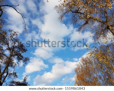 Bright yellow foliage against a clear blue sky with clouds. The fiery colors of a fading nature in the bright rays of the sun. Change of seasons and harvest. Solemn mood. Autumn trees in the park
