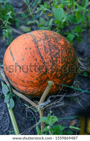 orange pumpkin grows on the ground in a vegetable garden