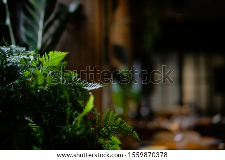 Zamioculcas Zanzibar gem houseplant with dark green leaves against brown wooden wall. Minimalism interior decoratiom concept. Copyspace, close up