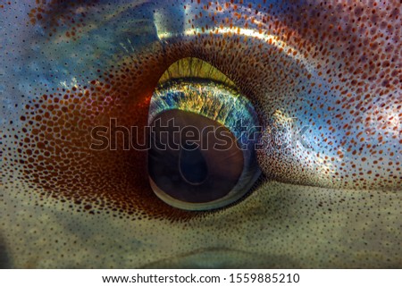 Bigfin reef squid ( Close-up ) Canakkale Turkey
