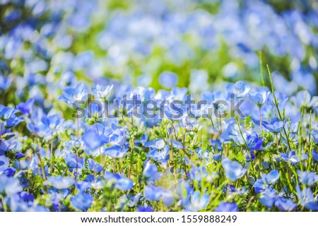 Landscape of Million Nemophilas (Blue Flower) Blossom in Spring at Hitachi Seaside Park, Hitachinaka, Japan