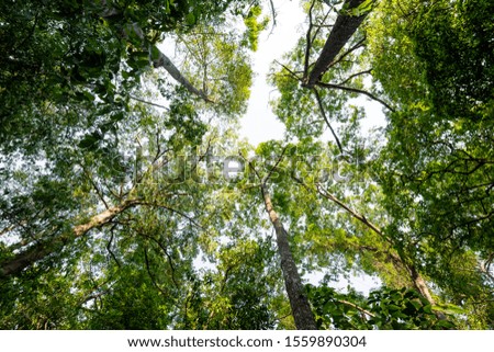 Low angle view of tropical tree with green leaves in rainforest.