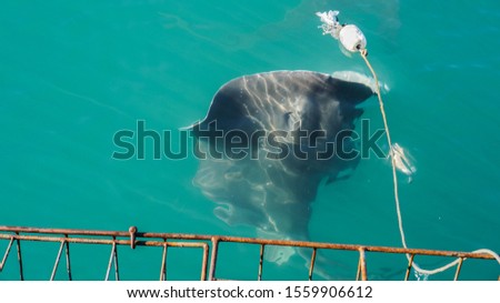 Large Stringray lure feeding in South Africa shark diving attraction