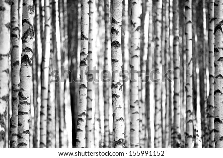 Trunks of birch trees in black and white Royalty-Free Stock Photo #155991152