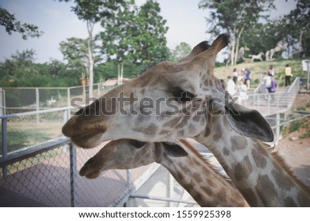 Close-up of a giraffe head 