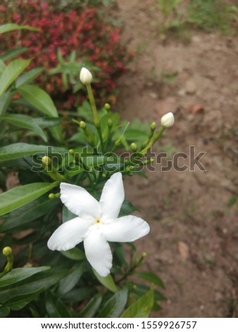 This beautiful white flower is called jasmine