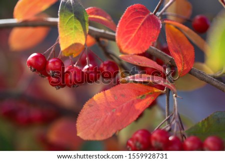Bokeh background of A Brilliant Red Chokeberry  (Aronia arbutifolia) bursting with red berries. Royalty-Free Stock Photo #1559928731