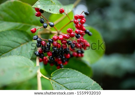 Berries red-black wayfaring tree - Viburnum lantana, garden plant, autumn decoration Royalty-Free Stock Photo #1559932010