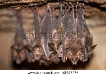Bats hang from the ceiling of a dark cave in the Mergui Archipelago, Myanmar. This remote area is difficult to get to and is seldom visited by tourists. Royalty-Free Stock Photo #155993279