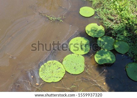 some royal victory in the Amazon region, giant aquatic plant