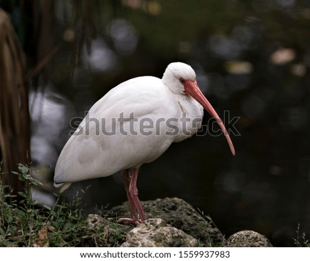White Ibis bird by the water standing on rocks, exposing its body, head, eye, beak, long neck, legs  in its environment and surrounding.