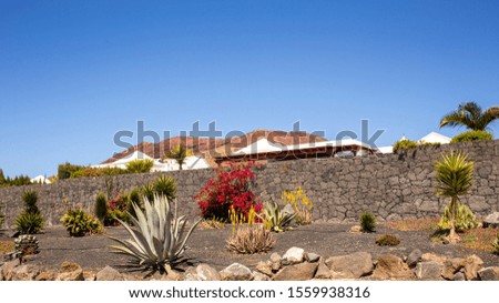 Cacti in the garden in front of a bungalow on Lanzarote