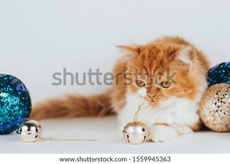 Fluffy ginger kitten and shiny Christmas balls and bells.