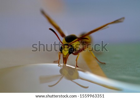 Social Wasps (Family vespidae), drinking water, Mabuasehube, Kgalagadi Transfrontier Park, Kalahari desert, South Africa.