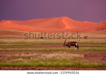 Gemsbok (Oryx gazella), in the desert, Namib-Naukluft National Park, Namib desert, Namibia.