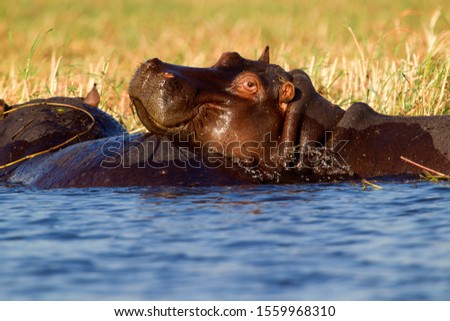 Hippopotamus (Hippopotamus amphibius),  Chobe National Park, Botswana.