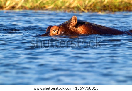 Hippopotamus (Hippopotamus amphibius),  Chobe National Park, Botswana.