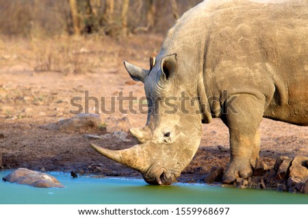 White rhinoceros (Ceratotherium simun), in the waterhole, Kruger National Park, South Africa.