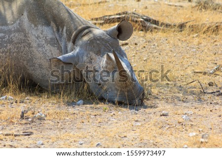 Close up of a Rhinocerus in Etosha National Park, Namibia Africa 