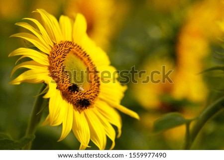 A bee collects pollen in a field of sunflowers. Nature. Russian field.