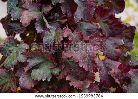 Old red and green grape leaves covered by mould in late fall garden