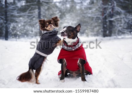 bull terrier and chihuahua dogs posing in winter together
