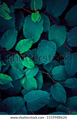 green and blue plant leaves textured in autumn season