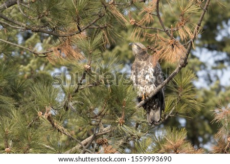 An immature bald eagle is perched on a branch near Coeur d'Alene, Idaho.