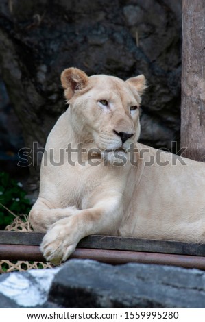 Closeup of Female white lion or Panthera leo cages in the zoo selective with focus.