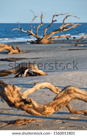 Differet shapes of dead trees on Driftwood Beach, Jekyll Island, Georgia, United States, in a beautiful September afternoon, just before sunset