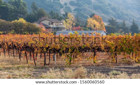 Northern California Vineyard in Autumn Royalty-Free Stock Photo #1560060560