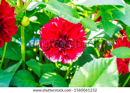 bright red peony flowers in the garden