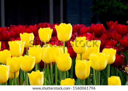 Pictures, nature and landscape of yellow and red colorful tulip fields