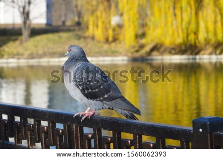 Gray dove sits on a fence