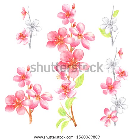 Clip art with pink, black and 
white cherry blossom and leaves on a white
background. Hand painted in watercolor.
