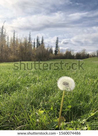 Dandinions in a green field