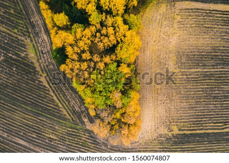 Aerial view at autumn field with yellow trees and tractor's traces