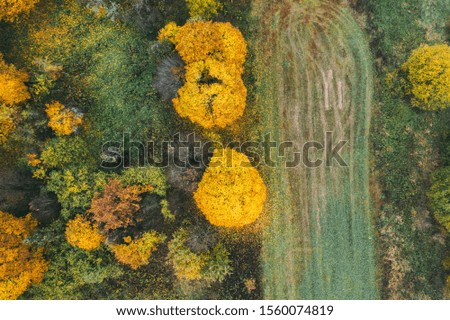 Nature landscape golden autumn trees in the forest with colorful leaves