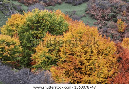 Stunning forest landscape and foliage in autumn. Colorful red and yellow beech tree forest with vibrant tones and textures. Background picture of fall enviroment in November. 