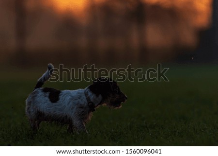 Dog Silhouette. Cute small  Jack Russell Terrier in front of beautiful colored sunset