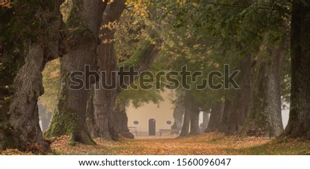 Beautiful lime tree boulevard in autumn in Germany Bavaria near Mindelheim