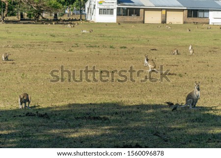 on an Australian farm many Kangarus live fenced in on a meadow